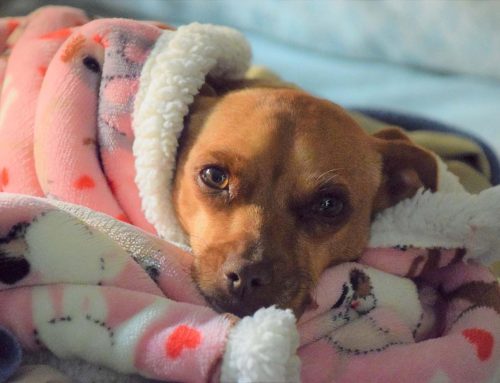 Istina poručuje: mnogi su se smejali, a mi smo bili u pravu, Italija je dokaz!