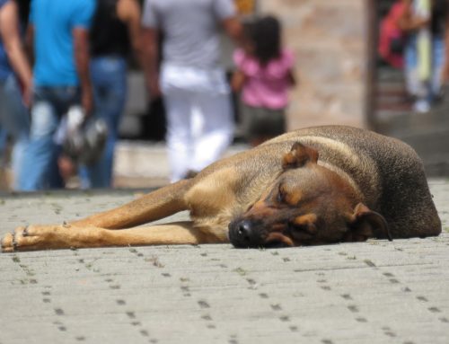 Azili ili koncentracioni logori za pse? Istina traži odgovor!