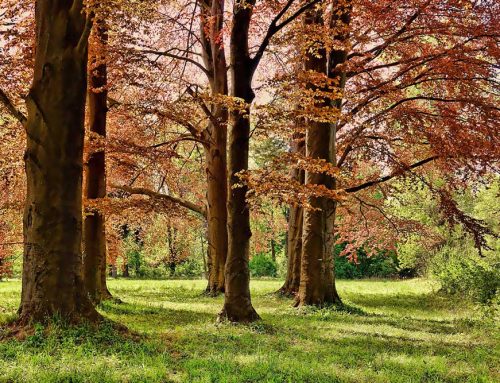 Istina traži Park mira kao simbol pomirenja naroda Balkana